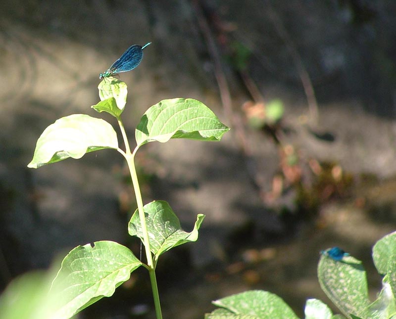 Calopteryx  virgo